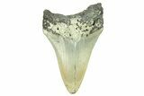 Serrated, Fossil Megalodon Tooth - North Carolina #294513-1